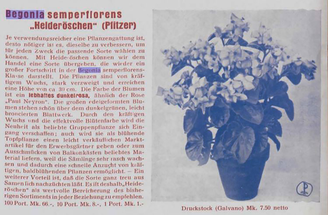 B. ‘Helderöschen’